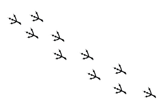 Bird footprints trail, set of black bird tracks