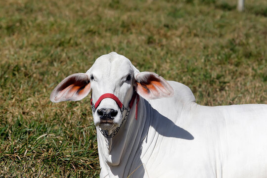 Tabapua bull Brazilian polled zebu cattle on tropical pasture with muscular body