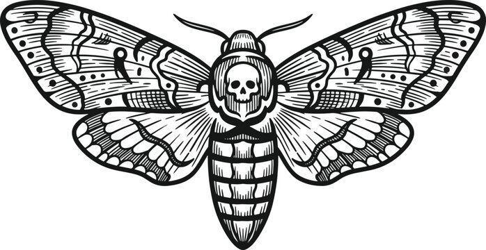 Detailed illustration of a black and white moth with a skull on its head, set against a plain background with intricate patterns and shading techniques.