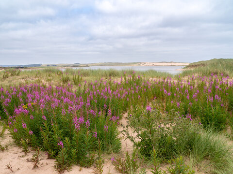 Rosebay willowherb, Chamaenerion angustifolium, flowering among sand dunes