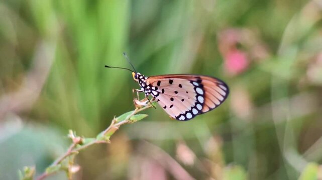 Slow Motion Macro of Tawny Coster Butterfly (Acraea Terpsicore) Perched on Plant Stem in Summer Garden, 1080p 480fps Ultra Slowmo Wildlife. (16:second)