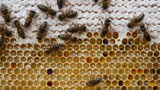 The honeycomb contains flower honey.
Flower honey is usually called honey obtained from the nectar of wild and meadow flowers.
