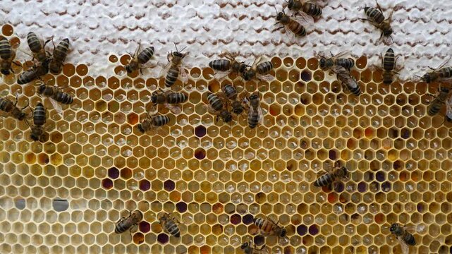 The honeycomb contains flower honey.
Flower honey is usually called honey obtained from the nectar of wild and meadow flowers.
