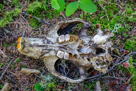 Underside of a beaver skull lying on a forest ground showing the characteristic orange staining on the front incisors.