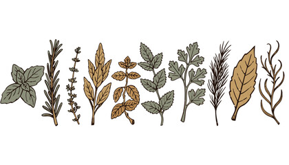 Culinary Herb Sprigs Horizontal Row Flat Vector Illustration Vintage Apothecary Herb Stamps Set with Basil Rosemary Thyme and Sage Isolated Collection for Marketing Packaging and Presentations © l2aelba