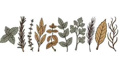Culinary Herb Sprigs Horizontal Row Flat Vector Illustration Vintage Apothecary Herb Stamps Set with Basil Rosemary Thyme and Sage Isolated Collection for Marketing Packaging and Presentations © l2aelba