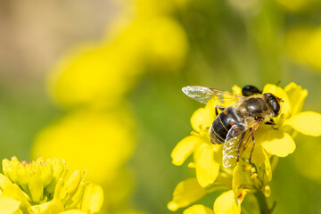 Bee fly pollinating yellow flower in spring garden © Barosanu