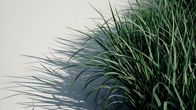 Green grass blades casting sharp shadows on light gray surface