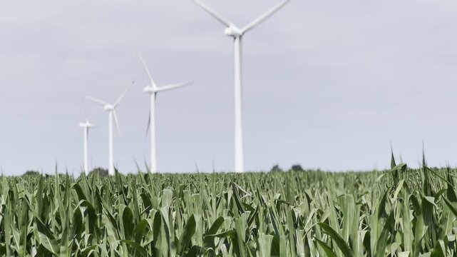 Wind Turbines in Cornfield Landscape