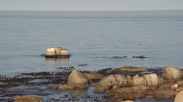 Cormorants on a huge boulder in the sea along a rocky coast