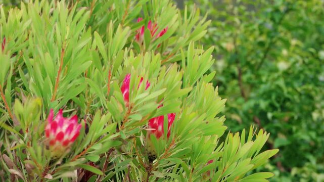 A Cape sugarbird (Promerops cafer) perches and moves among bright protea flowers in a lush green setting, showcasing its distinctive long tail and curved bill.