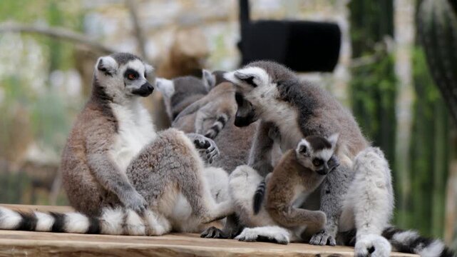 A static horizontal shot of a family of lemurs, with a mother and her baby in the foreground; the baby is clinging to its mother&rsquo;s fur, calm and passive