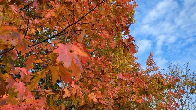 Beautiful orange-red leaves of the swamp oak sway on the trees. Blue natural background of blue cloudy sunny sky. Concept of arrival of autumn. Close up. Copy space.