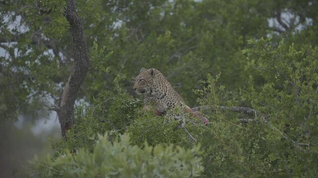 An African leopard rests atop its prey concealed in dense green foliage, showcasing its stealth in the wild.