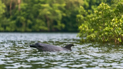 Naklejka premium A sleek dolphin surfaces gracefully in calm waters beside dense green mangroves under soft natural light