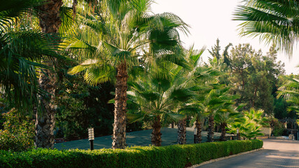 Row of green palm trees along a pathway at a tropical resort garden. Summer vacation travel, evening light, relaxation concept. © stas_malyarevsky