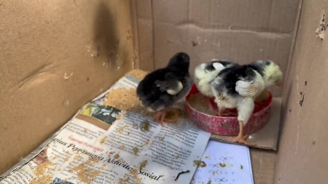 Cute Baby Chicks Standing Inside a Cardboard Box, Three adorable newly hatched baby chicks with black and yellow fluffy feathers resting inside a cardboard box lined with newspaper.