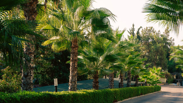 Row of green palm trees along a pathway at a tropical resort garden. Summer vacation travel, evening light, relaxation concept.