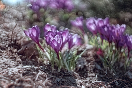 Purple crocuses as high energy objects resisting the escape of elementary particles into deep space