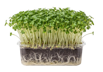 Naklejka premium Fresh green cress sprouts growing in a plastic container with soil and visible plant roots