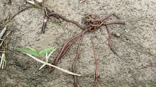 Nightcrawlers and common earthworms both improve soil structure by aerating, enriching nutrients, and enhancing water infiltration for healthy growth.