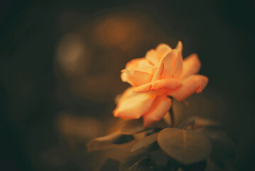 Fototapeta premium Peach rose flower close up macro photography with soft focus technique on dark blurry background with moody bokeh effects