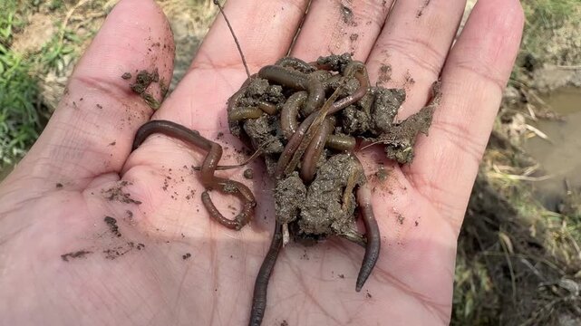 Nightcrawlers and common earthworms both improve soil structure by aerating, enriching nutrients, and enhancing water infiltration for healthy growth.