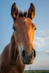 Fototapeta premium Close-up portrait of young chestnut horse in warm evening light