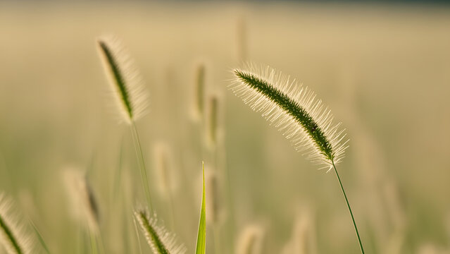 Green foxtail grass with white bristles on soft yellow-green background