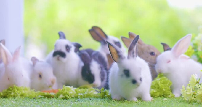 Healthy lovely baby bunny easter brown rabbit on nature background eating grass. fluffy rabbits sniffing, looking around, Lovely mammal with beautiful bright eyes in nature life. Symbol of easter day.