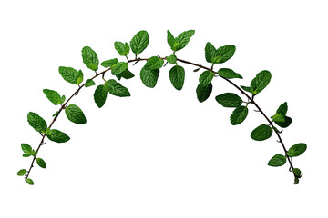 Fototapeta premium Fresh green mint sprig forming a natural arch, refreshing peppermint leaves and botanical foliage on transparent background