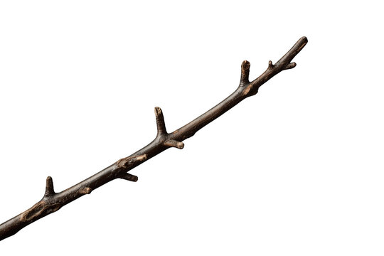 Bare tree branch emerging from dormancy, showing small buds on twig, against transparent background. Natural element