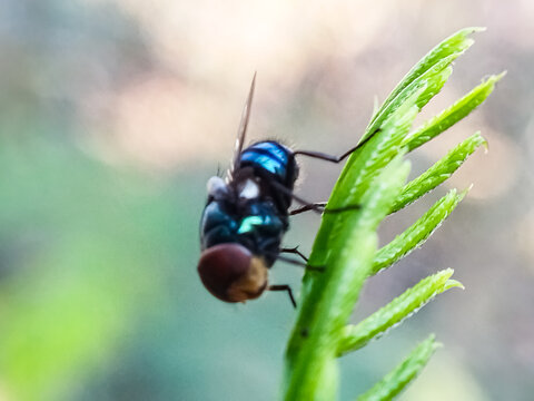 Cochliomyia hominivorax, the New World screw worm fly, or screw-worm for short, is a species of parasitic fly that is well known for the way in which its larvae (maggots) eat the living tissue.