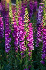 Close-up of vibrant purple foxglove (digitalis purpurea) flowers blooming in a sunny garden. © DongDu