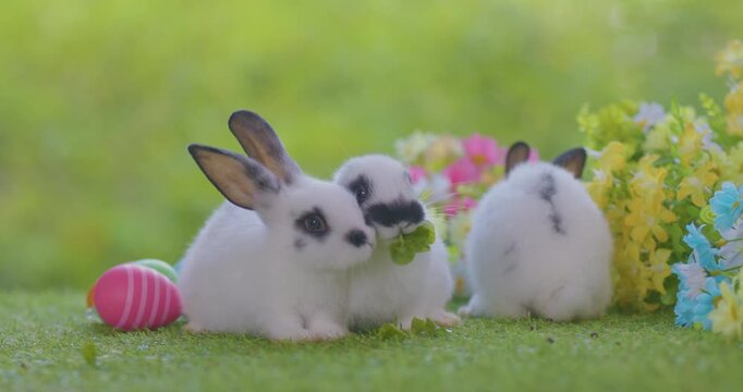 Healthy lovely baby bunny easter brown rabbit on nature background eating grass. fluffy rabbits sniffing, looking around, Lovely mammal with beautiful bright eyes in nature life. Symbol of easter day.