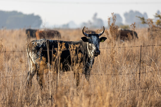 A distinctive black-and-white Nguni cattle animal stands behind a wire fence in dry winter grassland, with another animal softly blurred in the background. The image captures traditional African lives