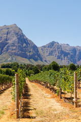 Sunlit vineyard rows with mountain backdrop