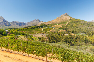 Obraz premium Sunlit vineyard in South Africa
