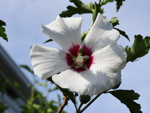 White Rose of Sharon Flower Blooming in Summer Garden