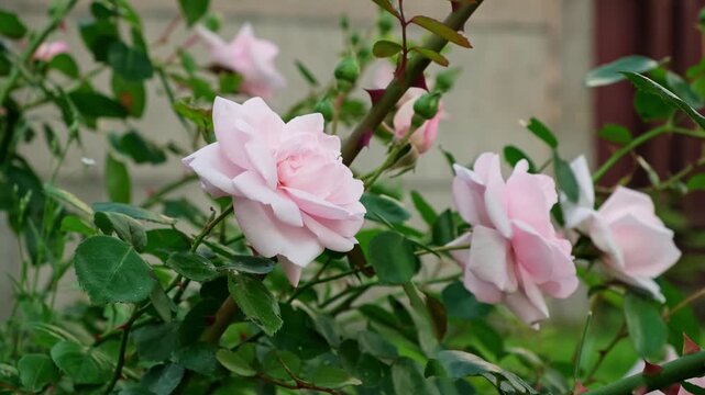 Pink rose flowers blooming in the garden on green grass background close-up. Variety of bush roses is New dawn. Lush buds with a delicate fragrance. Summer nature. Floral floriculture. HQ 4k footage.