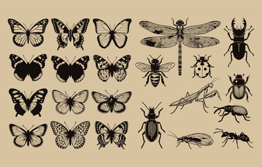 Vintage butterfly and entomology specimen collection with hand drawn mantis ladybug ant stag beetle and weevil icons for retro nature branding posters © GANJIB