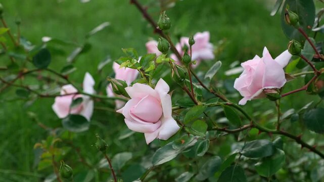 Pink rose flowers blooming in the garden on green grass background close-up. Variety of bush roses is New dawn. Lush buds with a delicate fragrance. Summer nature. Floral floriculture. HQ 4k footage.