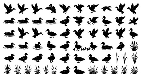 Fototapeta premium Black Duck Silhouette Vector Collection with Cattails and Wetland Reeds