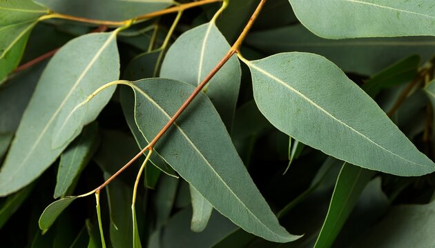 Close Up Photo Of Fresh Eucalyptus Leaves Of Gunnii Bush