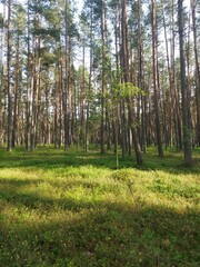 Obraz premium Sunlit pine forest with tall trees and green floor