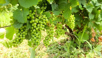 Close-up shot of fresh, healthy green grapes growing on a vibrant vine in a sunny vineyard during summer © Amarandei