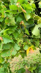 Green grapes on a vine infected with downy mildew (Plasmopara viticola) disease, showing damaged dry leaves in a vineyard © Amarandei