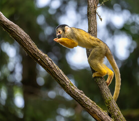 Obraz premium Common squirrel monkey balancing on a tree branch in lush tropical forest with beautiful natural bokeh and selective focus