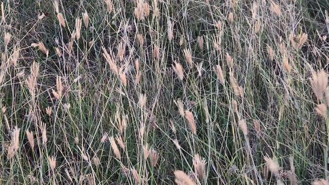 High Angle Panning Shot of Wild Grasses and Dry Weeds