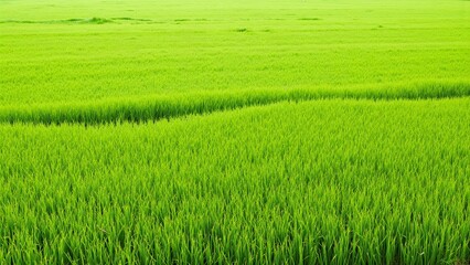 Obraz premium Aerial View of Freshly Cut Green Grass Meadow